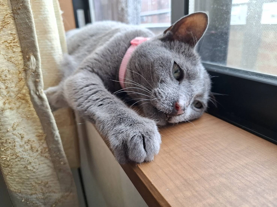 READYFORから本日、入金がありました。