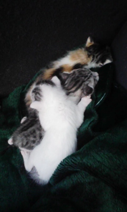 【保護活動】今朝は寒くなりました（11月17日／追記）