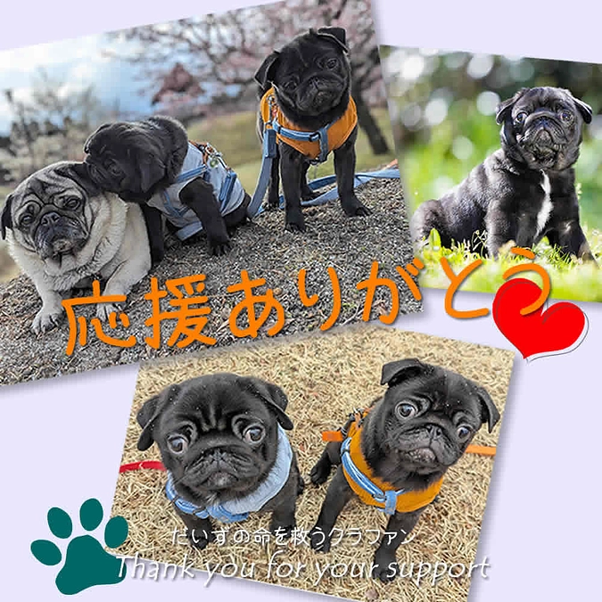 応援ありがとう《朝の運動会》