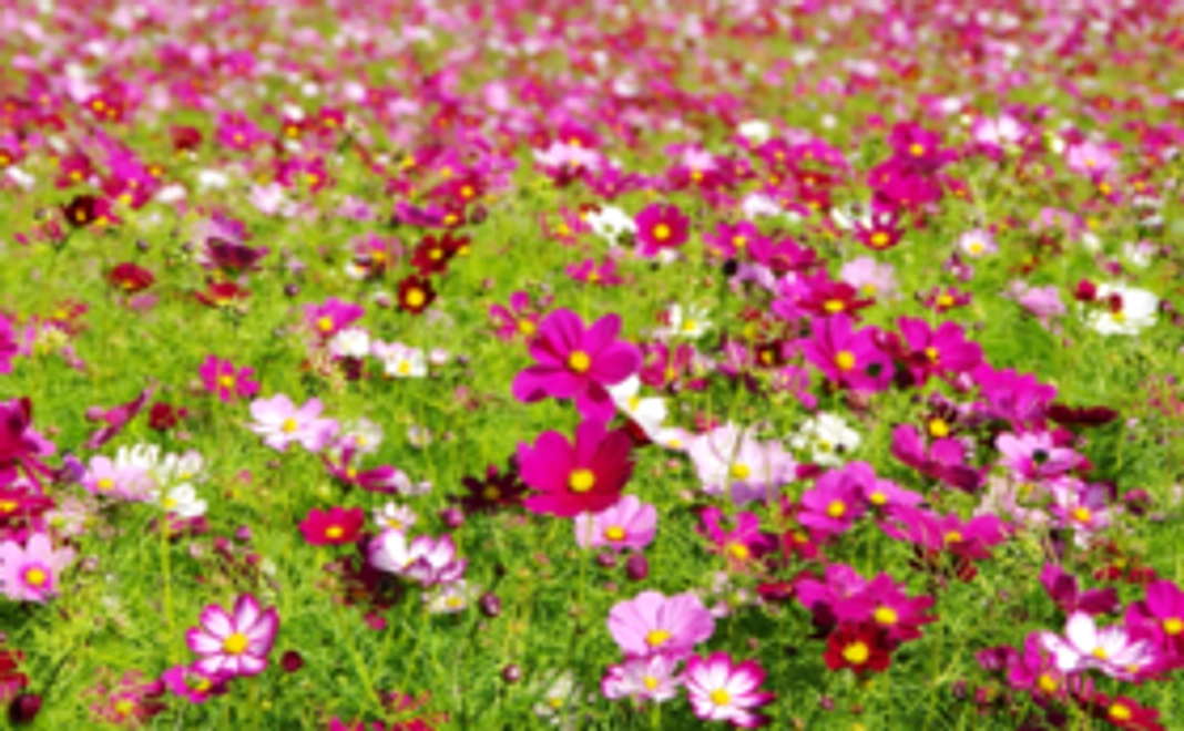 《花配りプロジェクト「ハナクバ」を支援！》お花で600人を笑顔に！