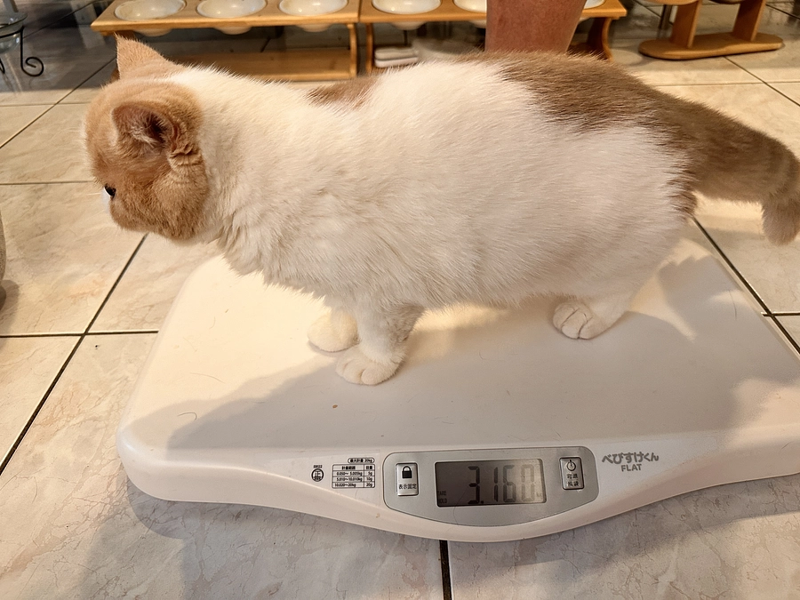 わさびの応援隊③