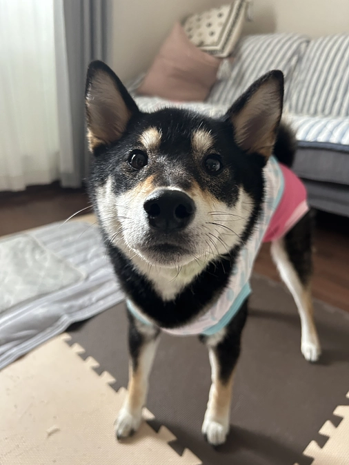 小春ちゃん、元気に頑張っています。