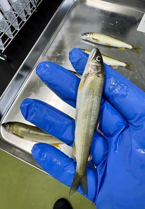 本日で1,800尾以上の検査を終えました。