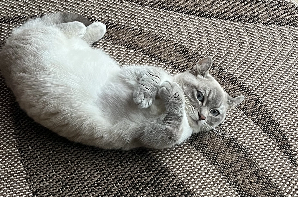 ポチタの毛ぞりの跡