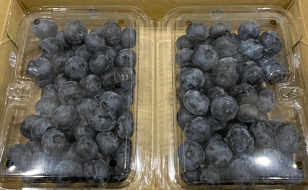 生ブルーベリー250g×2パック