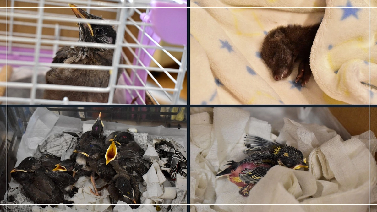 【保護情報と訃報】怒涛の16羽(匹)保護　一部ご報告