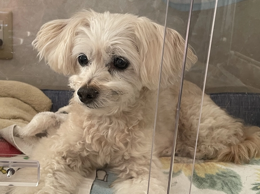 週に一度の病院でした