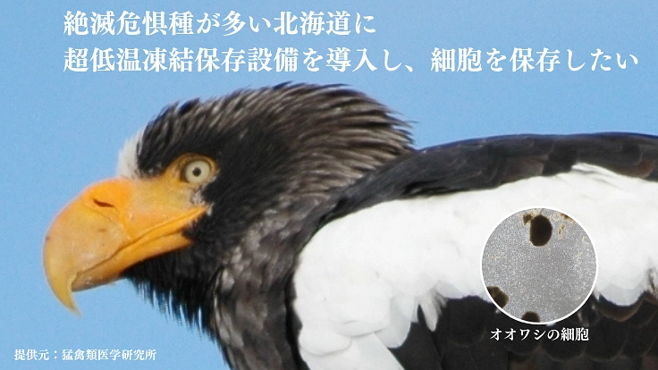 絶滅危惧種の多様性を未来に残すため、細胞保存のタイムカプセルを! 4枚目