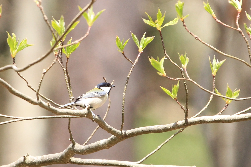 子どもたちが過ごす多様性豊かな森のために