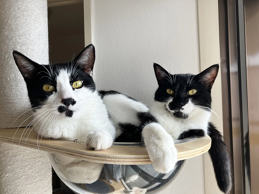 2025年6月1日　シドちゃんFIP治療活動報告