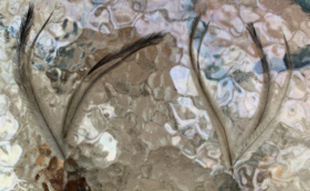 【エミューの羽根2枚セット】ご好評につき羽根コース追加！エミューの羽根2枚をお届け