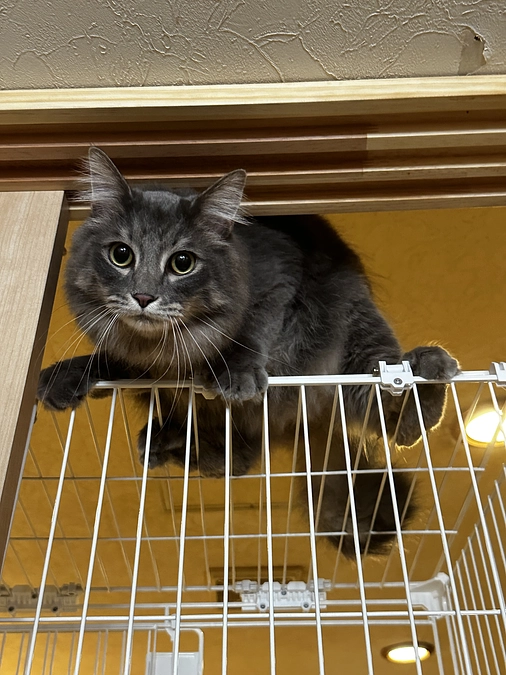 壁の施工を自分達でやる事ができました