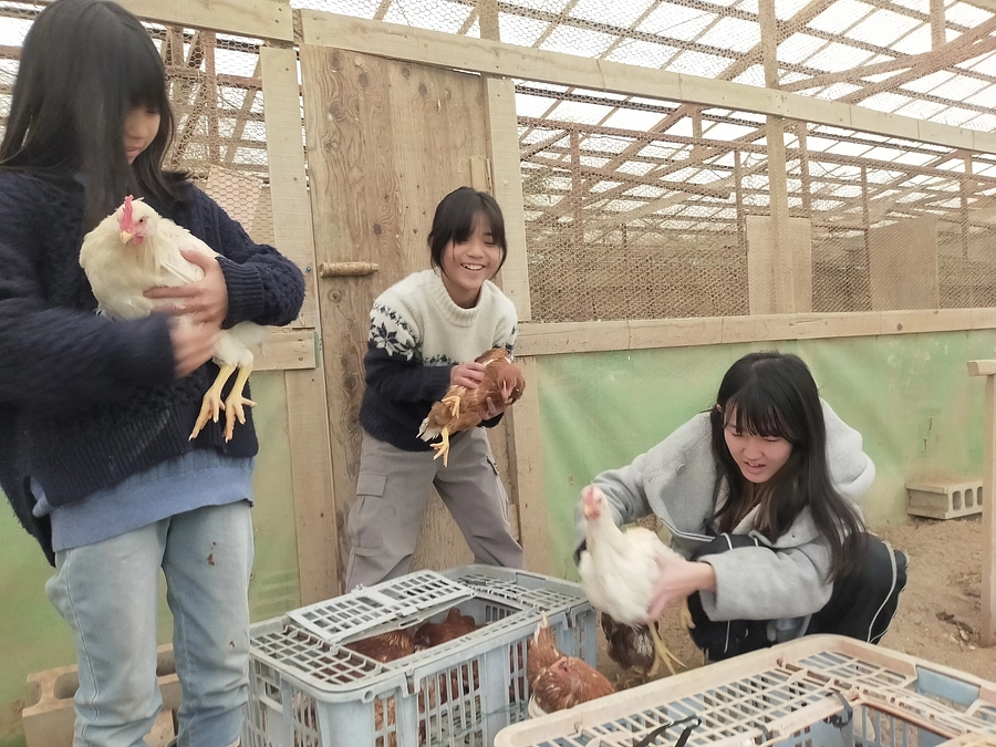 未来創造フィールド予定地に若鶏さん34羽が仲間入り♡