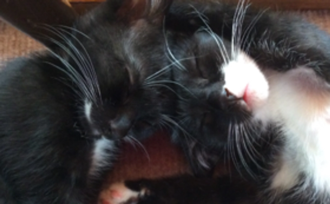 ソックスへそ天 応援Thanks mail A