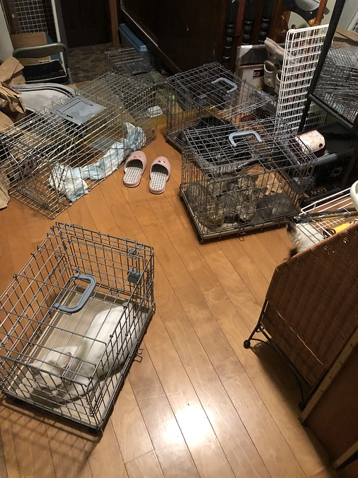 日々避妊去勢活動に邁進してます。