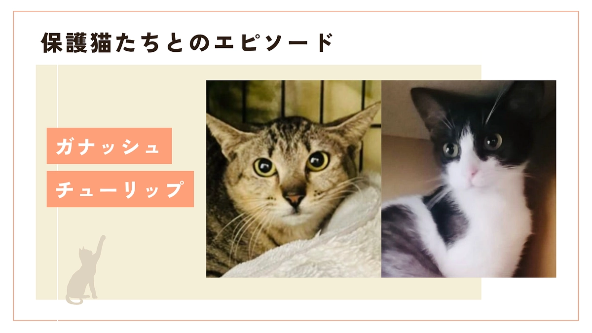 人慣れレッスン中〜㊗️ガナッシュちゃんとチューリップちゃんのずっとのお家