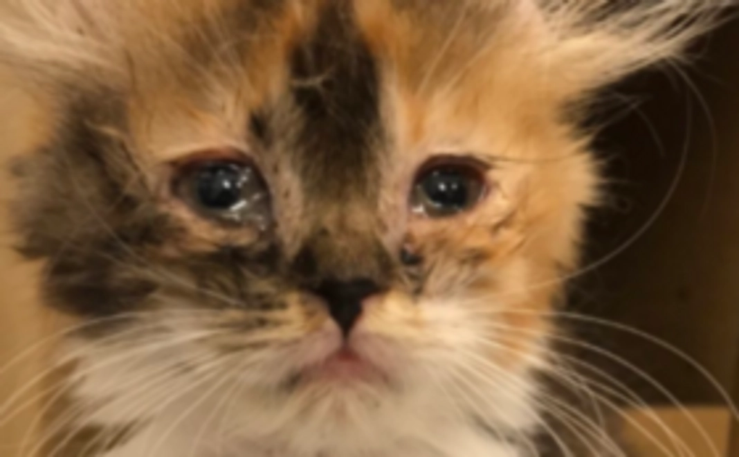 ネコちゃんポストカードでお礼のコース