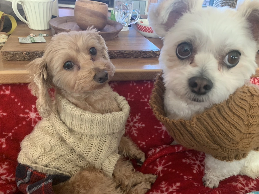 プロジェクトの進捗と家族の近況