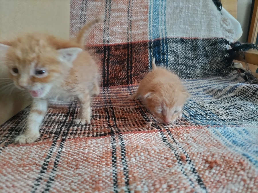 キウイから保護活動へ繋げる