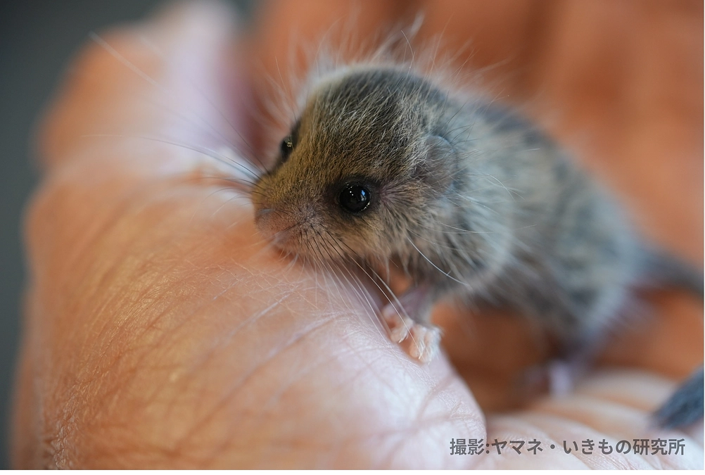 🌿ヤマネ保育日誌⑥🌿