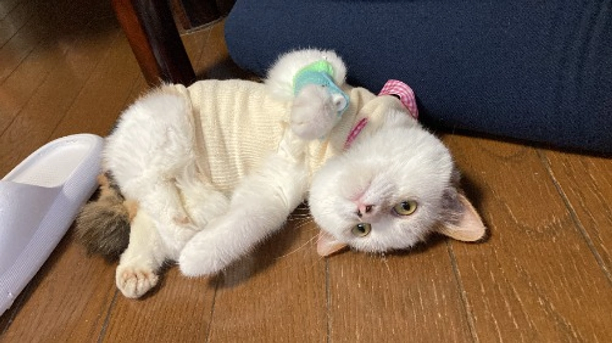 リターンの送付状況報告