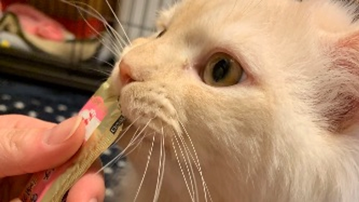 今日のトキ 👹🫘