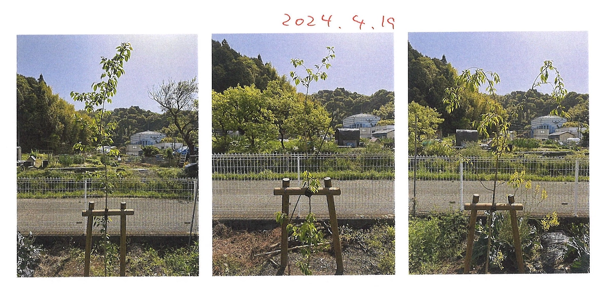 左からソメイヨシノ・ジンダイアケボノ・ヤエベニシダレです。