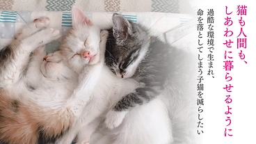 ひとりでは生きられない子猫を救う活動拠点「にゃんズハウス」修繕へ のトップ画像