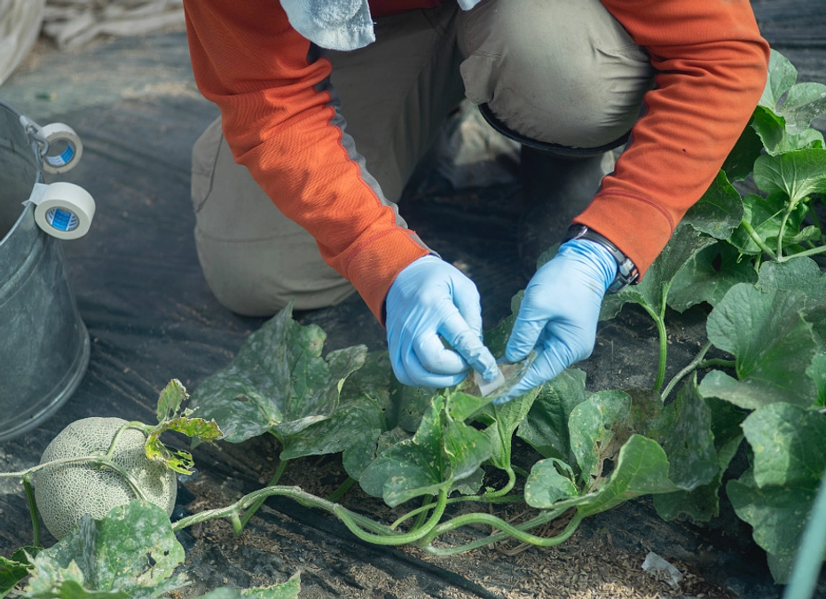 アブラムシとの戦い中編