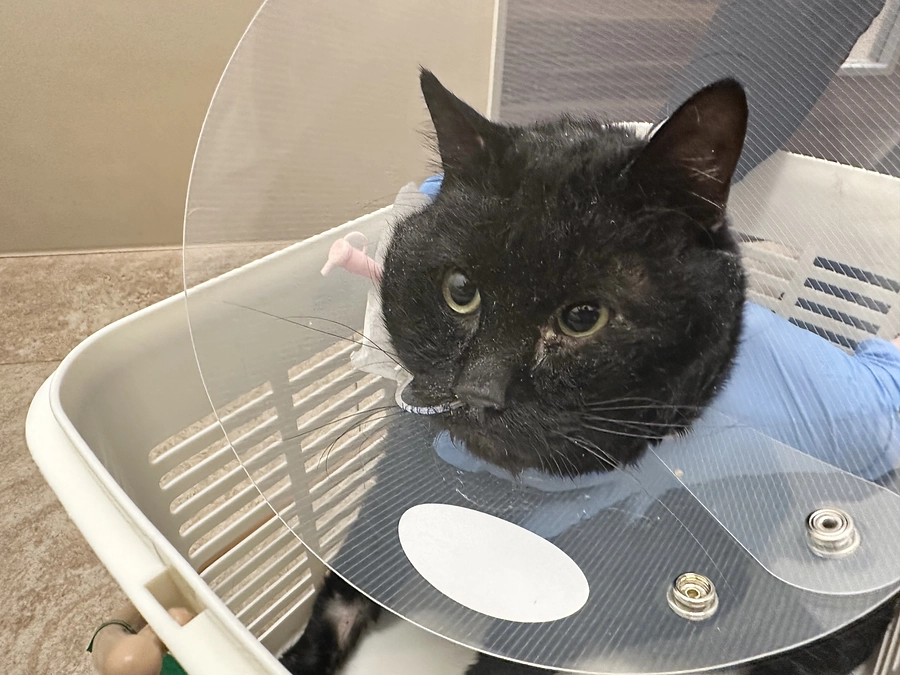 自宅で看取ることにしました