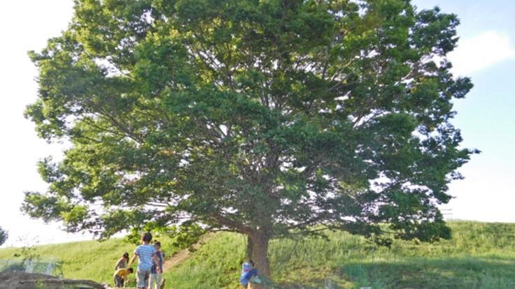 こども達が豊かに育つ【つどいの木】をみんなの想いで残したい！