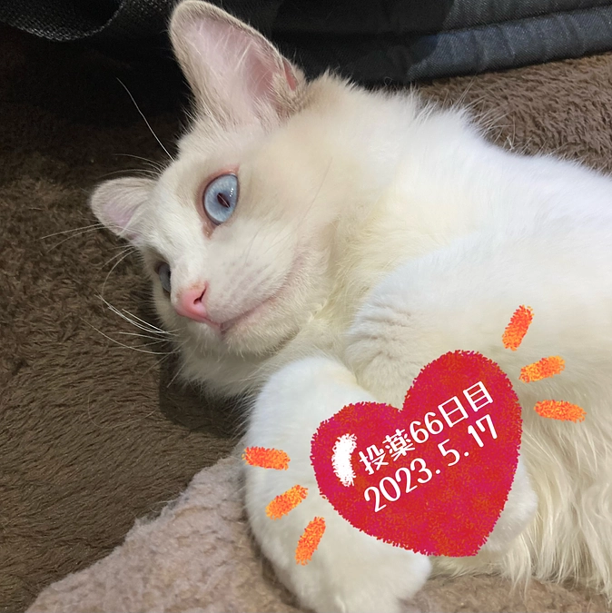 投薬６６日目(2023.5.17)&ご支援のお知らせ