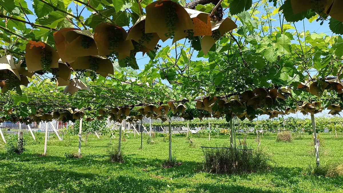 ブランデー原料「甲州」 笠掛け作業、学生とともに実施！