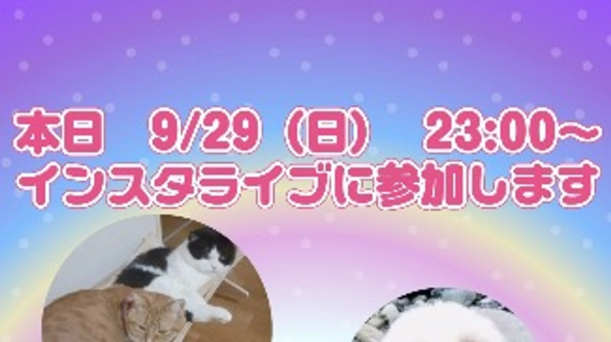 今週の琥珀の状態とインスタライブ参加について