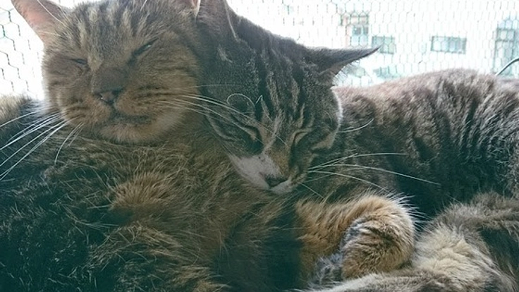 猫に安全な家を!庄内地方唯一の保護猫シェルターを改修したい!