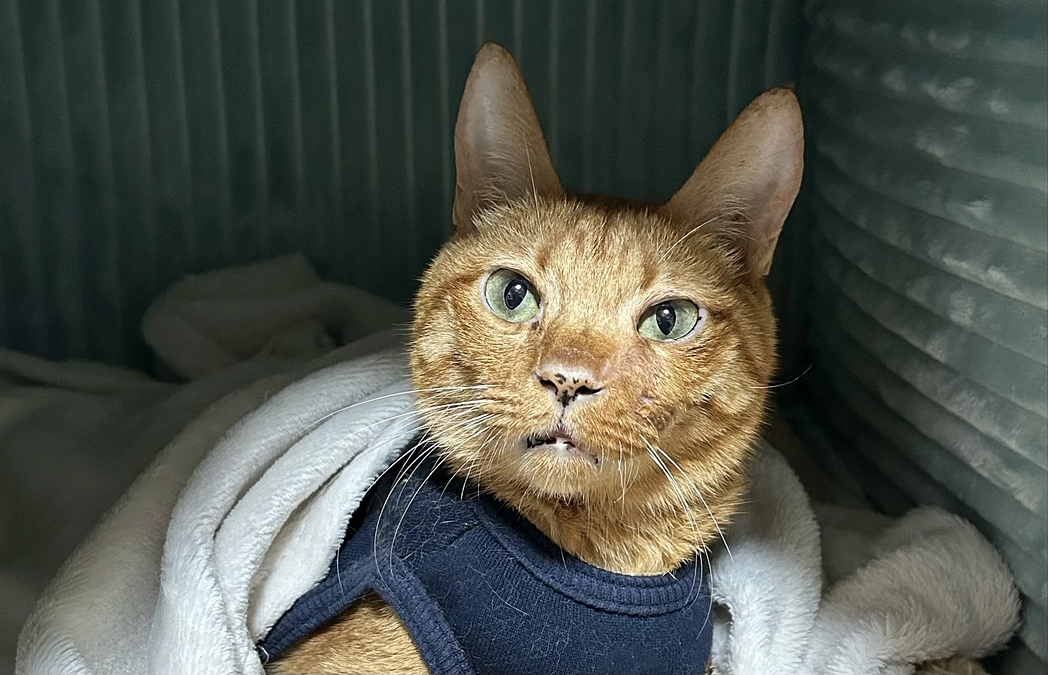 7/6・7/8の治療について