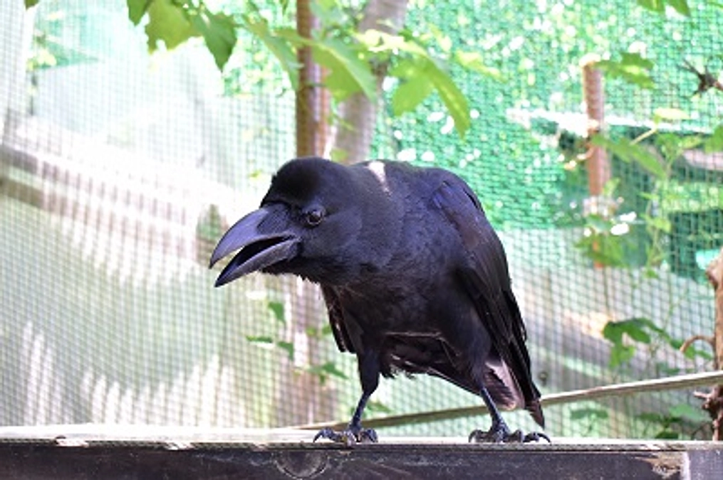 人の為に！ 野生動物の為に！　“ゴミを荒らさせない”工夫を！！