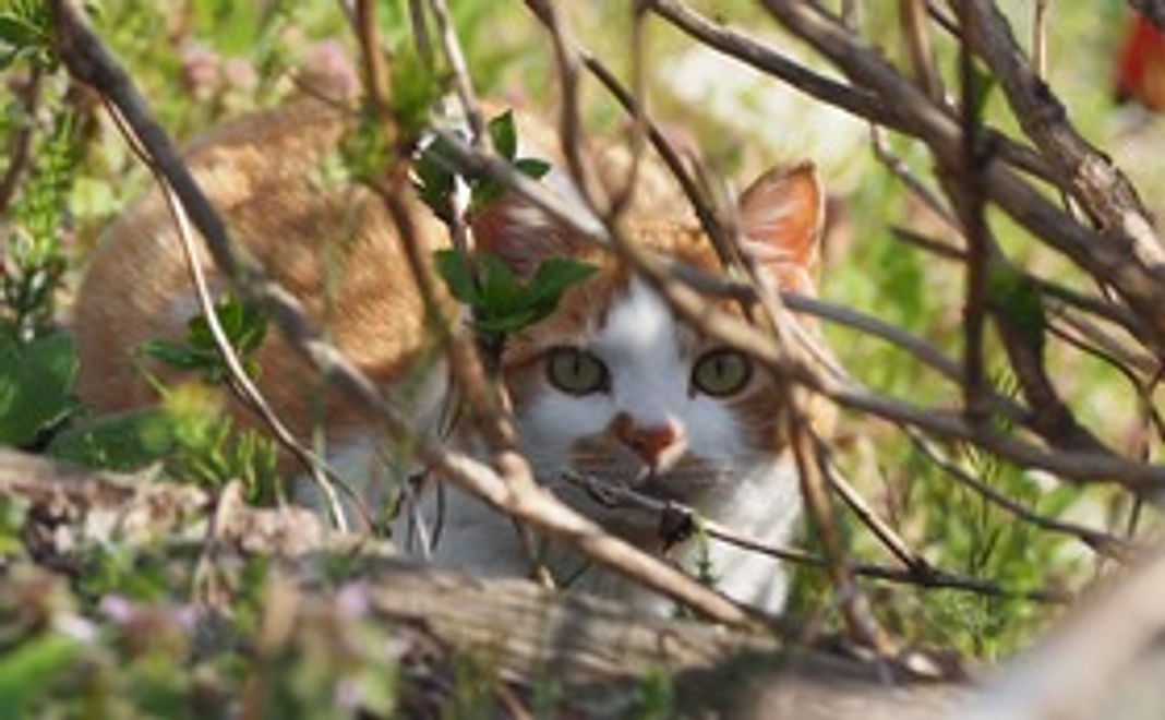 感謝のメール①