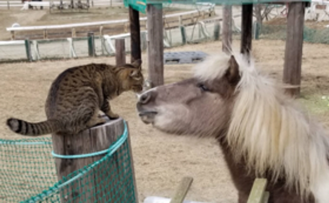 【3千円】応援コース