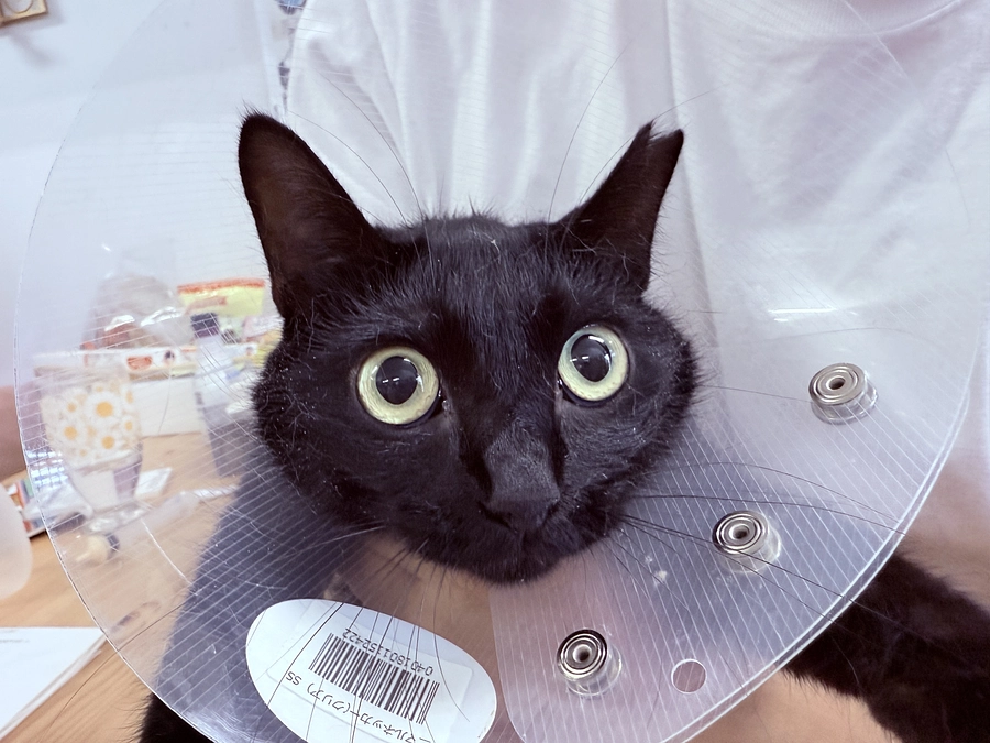 無事に手術成功！！