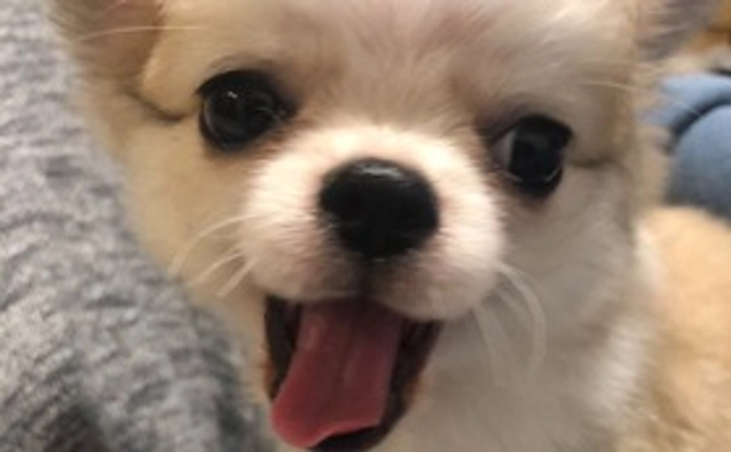 マロン元気になってね！①