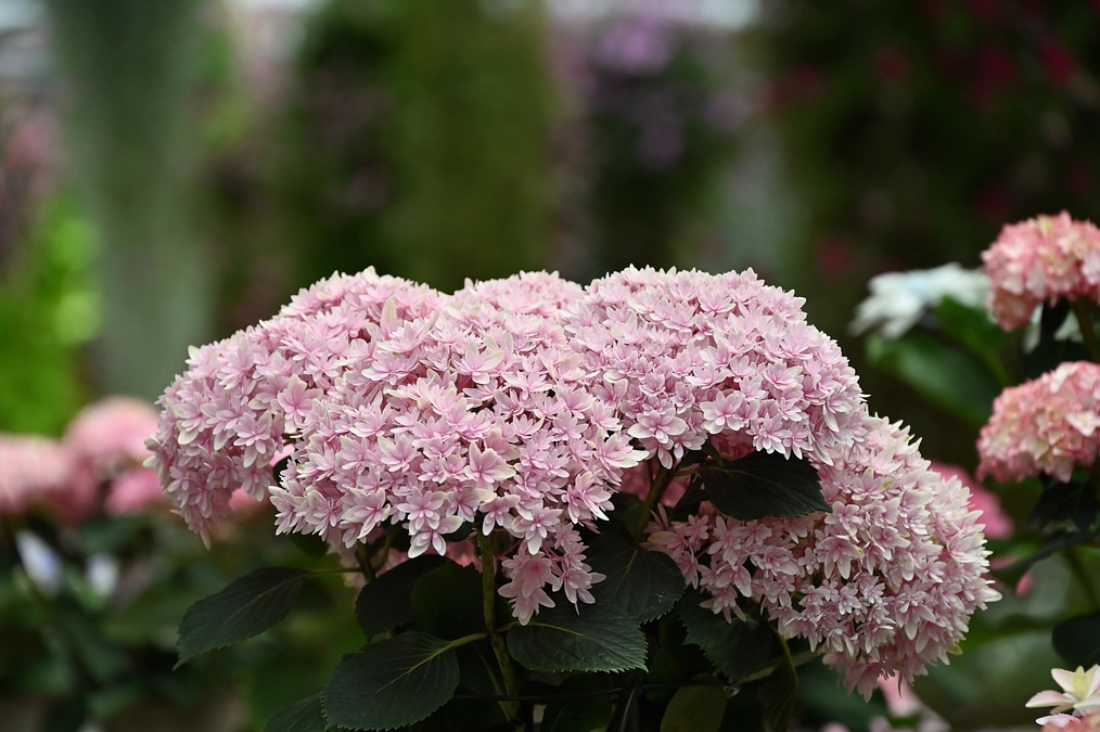 ご挨拶とご報告　「加茂荘花鳥園クラウドファンディング第二弾」スタートしました。