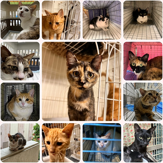 【6月分】手術支援ができた猫ちゃんの一部を紹介いたします！