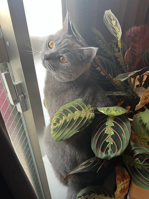 今日のドムくん