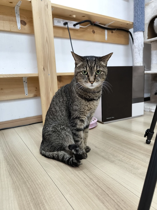 保護猫カフェオハナです