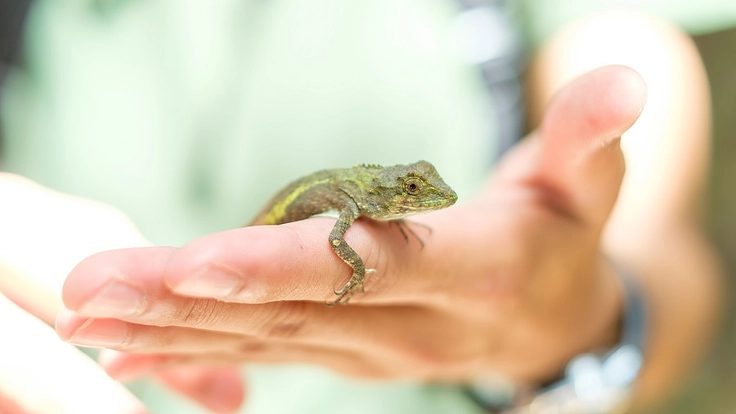 世界自然遺産やんばるの豊かな自然を後世に残していくため、ご支援を！ 8枚目