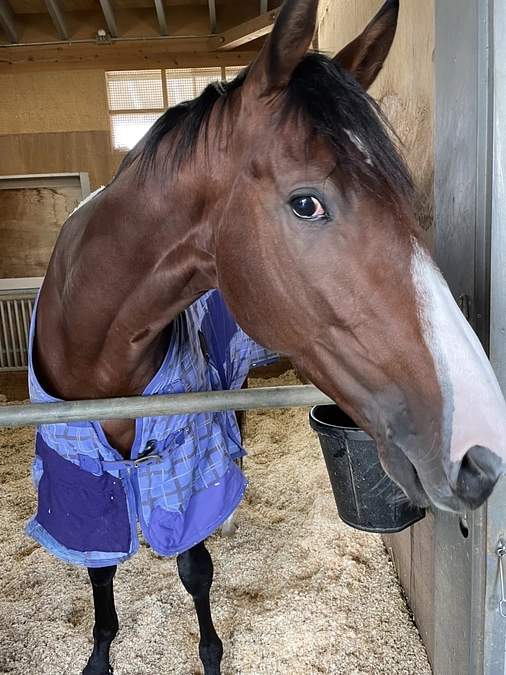 お金は巡り巡って引退馬に流れます