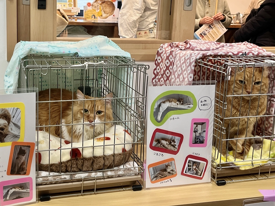 1/19(日)にピースニャンコ様の譲渡会に参加してきました！