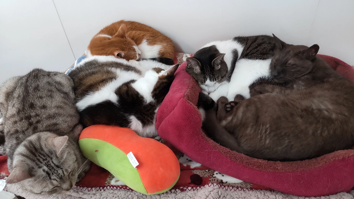 ～猫交流スペースひだまりねこ3周年を迎えて～医療費等ご報告～