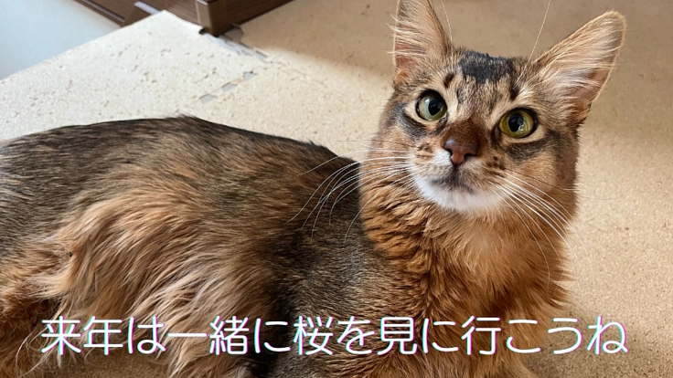 難病FIPと闘うソマリを救いたい